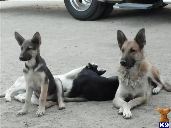 German Shepherd Puppies in CA